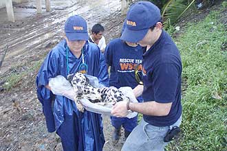 Cão é resgatado durante enchente ocorrida na Costa Rica em 2008