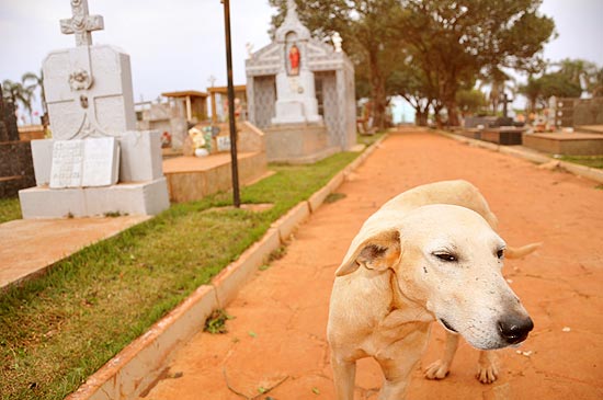 O cãozinho Rambo vive no cemitério municipal de Mamborê (PR)para ficar mais perto de seu antigo dono