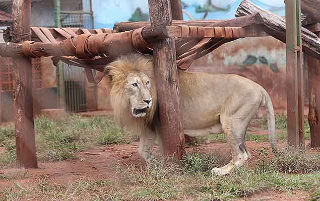 O leão Rawell em Maringá, antes de ser transferido para o zoológico municipal de Curitiba