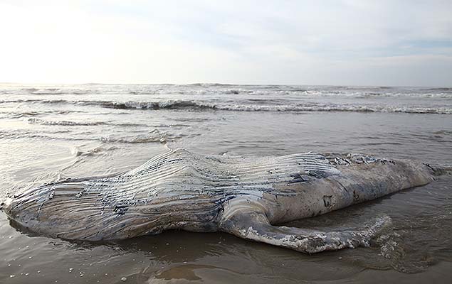 Baleia da espcie jubarte  encontrada na praia de Itapeva (RS), em 2016