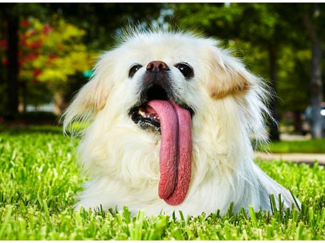 O pequinês Puggy é o cachorro com a língua mais longa do mundo: 11,43 cm