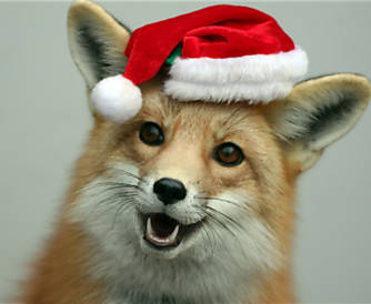 Sylar, uma raposa-vermelha de um ano, veste gorro do Papai Noel em zoo de San Francisco Leia Mais 