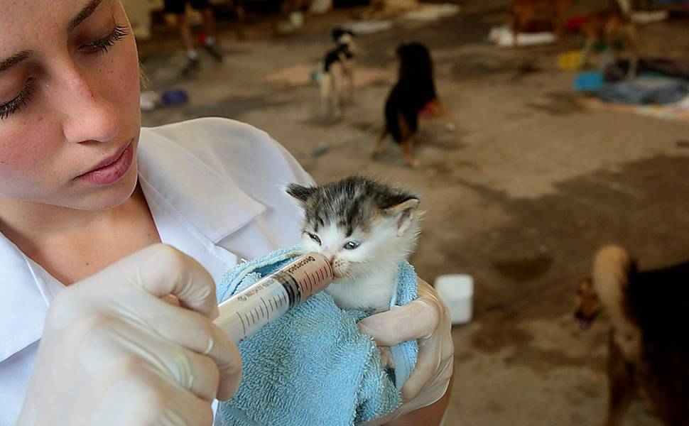 A veterinária Pamella, voluntária no abrigo de animais em Teresópolis, cidade afetada pelas chuvas no Rio, dá papinha a um filhote de gato resgatado da enchente