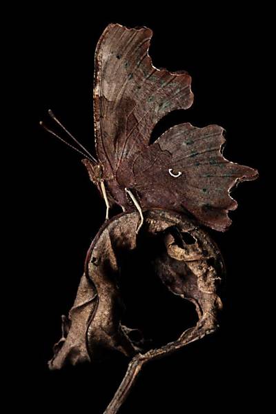 Fotógrafo Alex Hyde é especializado em registro de animais e insetos que fazem uso de camuflagem para sobreviver. Na foto, mariposa parece um pedaço de folha seca Leia Mais  