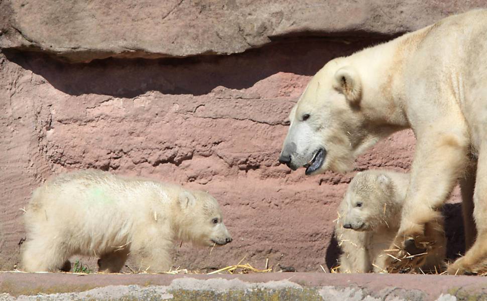 Filhotes De Urso Polar Brincam Na Alemanha Bichos