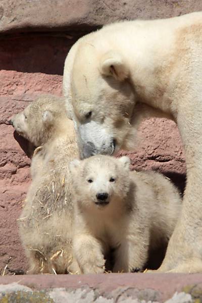 Filhotes De Urso Polar Brincam Na Alemanha Bichos