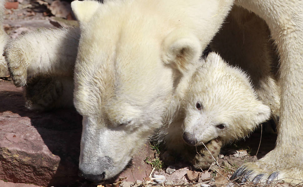 Filhotes De Urso Polar Brincam Na Alemanha Bichos