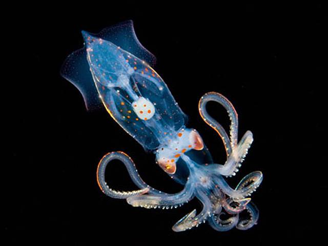 O fotógrafo Joshua Lambus conseguiu documentar minúsculos animais marinhos luminosos no Mar do Havaí. Na foto, uma pequena lula, que mede cerca de 2,5 centímetros Leia Mais