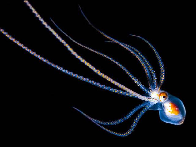 A imagem mostra um polvo brilhante de tentáculos compridos. Em mais de 400 mergulhos, o fotógrafo acumulou centenas de fotos raras de animais Leia Mais