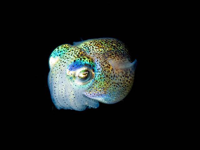 Lambus é especialista em fotografar criaturas marinhas em águas profundas. Na foto, um animal conhecido em inglês como 'bobtail', que mede quase 2 centímetros Leia Mais