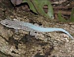 A lagartixa "Phelsuma borai" surpreendeu os cientistas pela capacidade de ficar azul na época do acasalamento Leia Mais