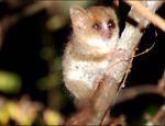 Lêmure "Microcebus berthae", considerado o menor primata do mundo com 10 cm de comprimento e 30 gramas Leia Mais