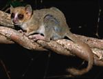 O primata vive no parque nacional de Kirindy Mitea, no oeste de Madagáscar Leia Mais