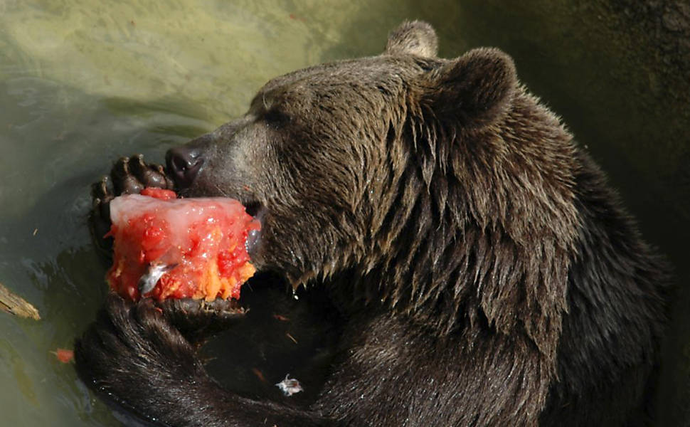 Urso de zoológico em Roma come melancia congelada para se refrescar no verão europeu 