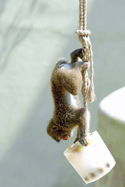 Calor chegou a 40º C em várias cidades italianas; na foto, macaco pega fruta para comer Leia Mais