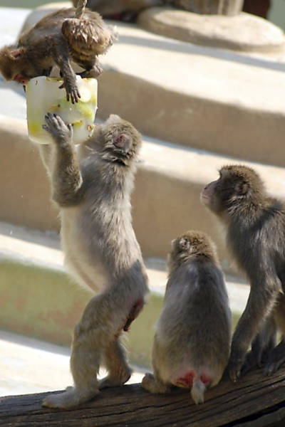 Macacos tentam pegar frutas que estão congeladas dentro de gelo Leia Mais