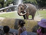 Elefante recebe jato d'água para se refrescar; termômetros na Sérvia chegaram a marcar 40ºC Leia Mais