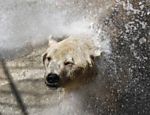 Funcionário de zoologico dá um banho extra em urso polar Leia Mais
