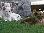 Filhotes de leões buscam grama fresca em zoológico de Belgrado, na Sérvia, onde uma onda de calor atinge o país Leia Mais