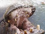 Hipopótamo também recebe jato d'água; verão europeu nesta semana tem temperaturas elevadas Leia Mais