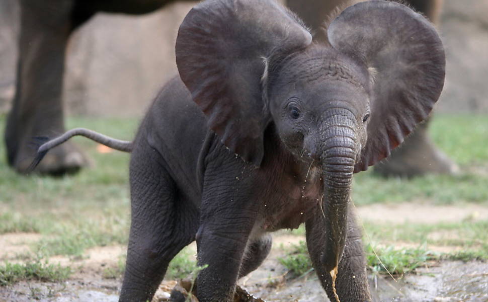 Bebê elefante tem orelhas em formato de coração (02/08/2011) Leia mais