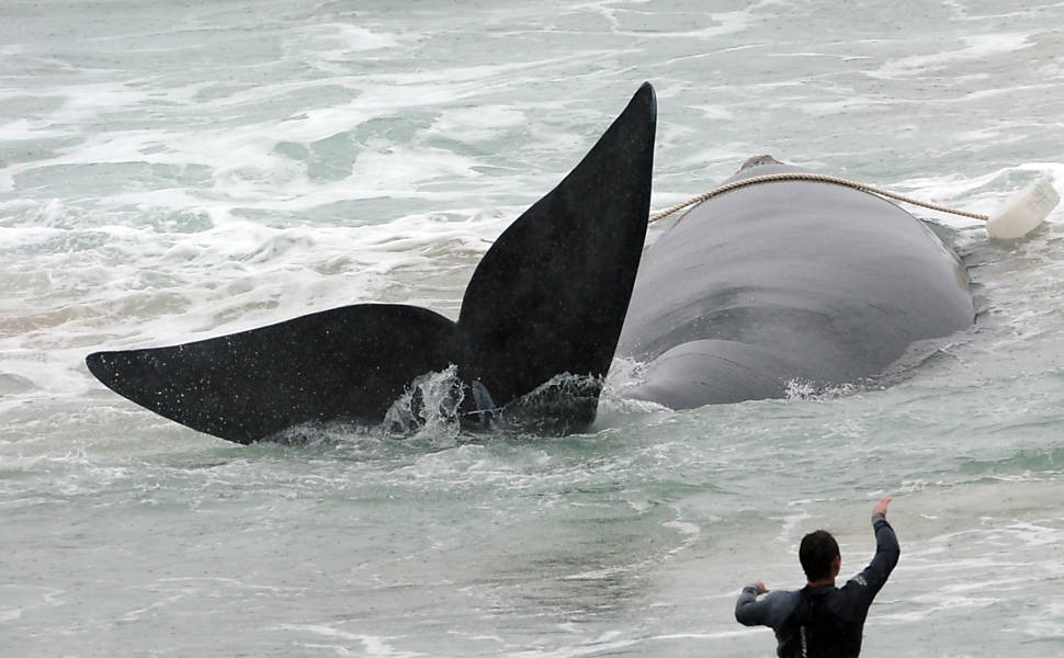 Após três tentativas, equipes de resgate conseguem desencalhar a baleia franca que ficou presa ontem na praia do Pântano do Sul, em Florianópolis