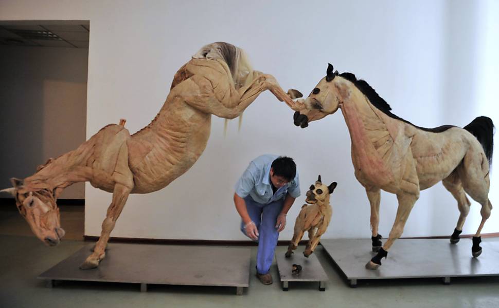 Cavalos e cachorros fazem parte da exposição de corpos plastificados Leia Mais