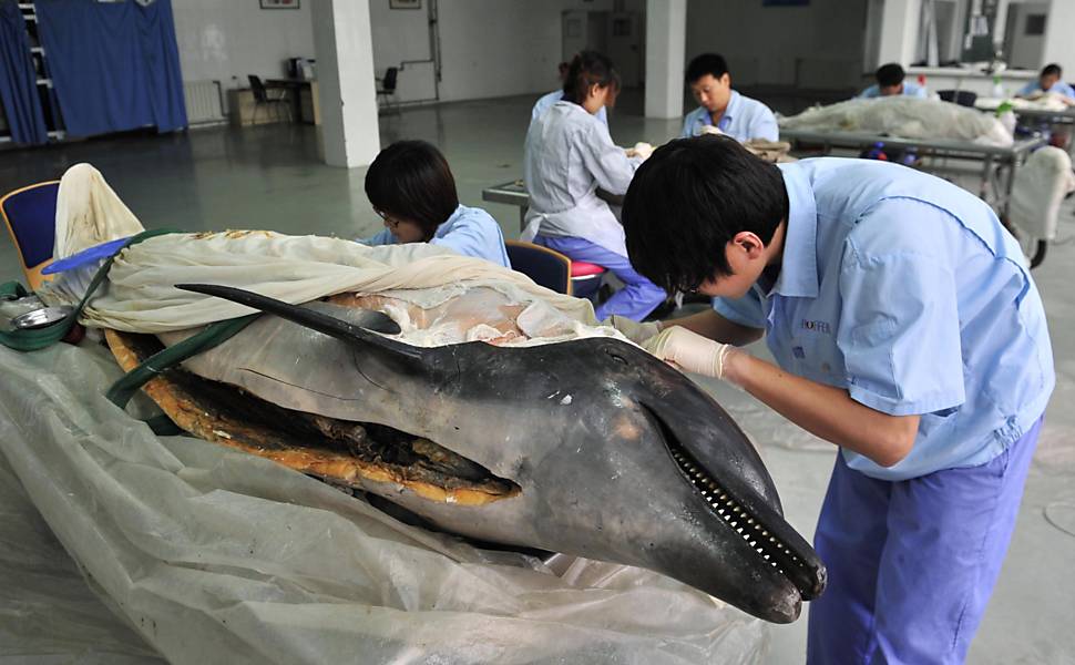 Companhia chinesa produz, preserva e expõe as peças em museus; na foto, um golfinho Leia Mais