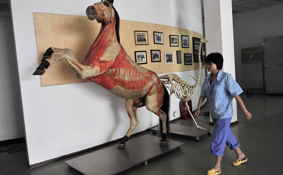 Funcionário passa perto de um cavalo plastificado exibido na China Leia Mais 