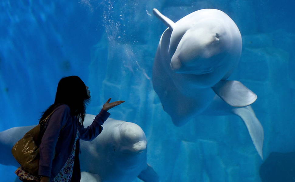 Baleias belugas vivem em aquário na China (17/09/2011) Leia mais