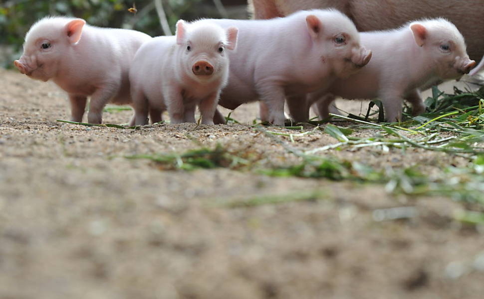 Veja filhotes de mini porco passeando com a mãe, na Alemanha (23/09/2011) Leia mais