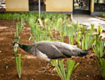 Parque da Água Branca