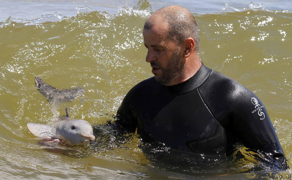 Biólogo brinca com filhote de golfinho-do-rio-da-prata no litoral do Uruguai; cetáceo foi encontrado encalhado em Montevidéu