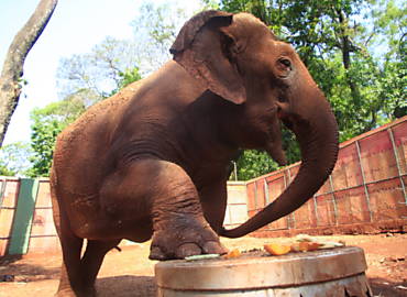 A elefanta asitica Mayson dentro de um recinto improvisado no Bosque Municipal Fbio Barreto, em Ribeiro Preto