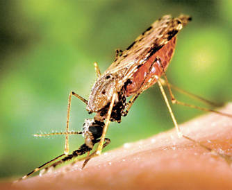 Fmea de mosquito do gnero Anopheles, transmissor da malria, suga sangue humano