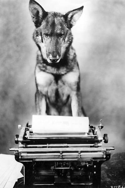 Rin Tin Tin escrevendo sua autobiografia? No, respondendo a cartas de fs, em 1938