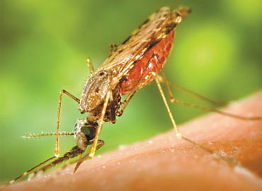 Exemplar de fmea do mosquito do gnero Anopheles, o nico que transmite a malria