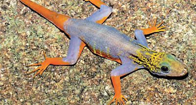 A lagartixa `psicodlica', chamada assim por causa das cores, descoberta no Sudeste Asitico, segundo a ONG WWF