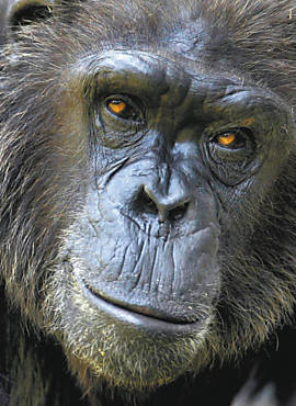 Fmea de chimpanz em zoolgico da Colmbia