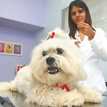 A veterinria Mirian Carla Vernilho vacina co da raa lhasa apso de 1 ano e 2 meses