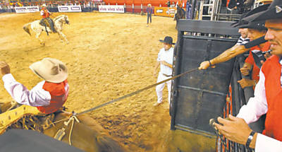 Assistente puxa o sedm na sada do brete para apertar a virilha do animal na srie de montarias que antecedeu a Professional Bull Rider, em Cajamar