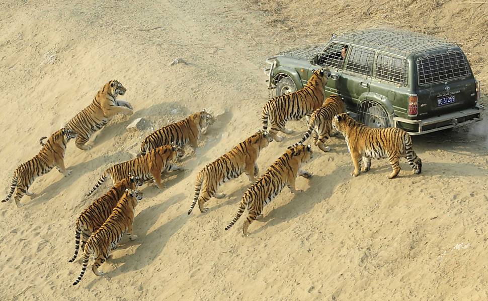 Tigres se aproximam do carro que lhes dá alimento Leia mais