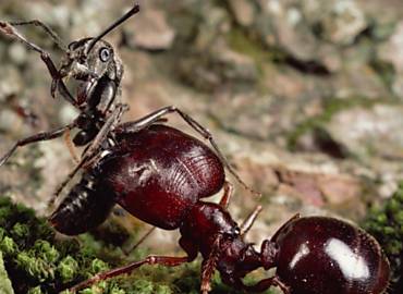 Formiga asitica Pheidologeton diversus carrega corpo de adversria