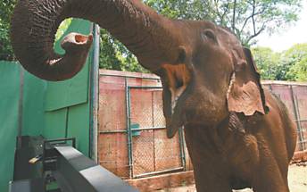 A elefanta-asitica Mayson, que est desde outubro passado em recinto improvisado no zoolgico de Ribeiro Preto