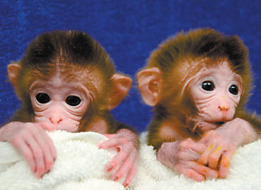 Os macacos Roku e Hex, produzidos a partir da fuso de vrios embries em laboratrio