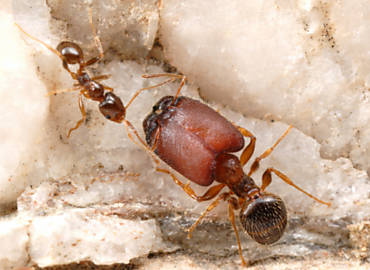 Uma formiga "supersoldado" ( direita) se comunica com uma operria de sua espcie