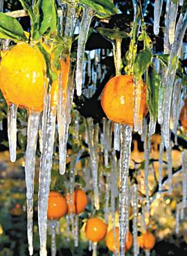 Lavoura de laranjas na Flrida; temor de que o frio afete a produo impacta as cotaes