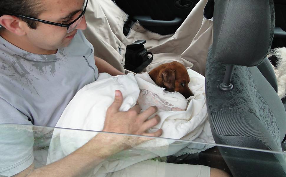 Cachorro Costelinha é resgatado de buraco em Osasco Leia mais