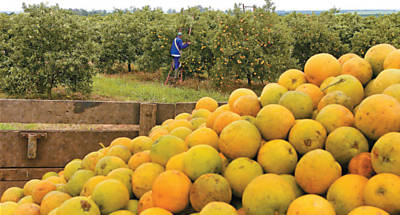 Colheita de laranja em Mato, interior de So Paulo; produtores podem substituir agroqumico usado nos pomares