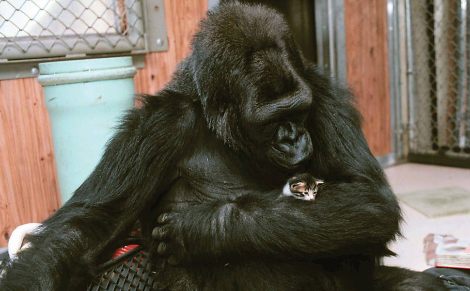 A gorila Koko nasceu em um zoológico nos EUA e é capaz de entender palavras em inglês e na língua de sinais; em 1984, ela "pediu" um gatinho de estimação a sua treinadora e ganhou All Ball Leia Mais